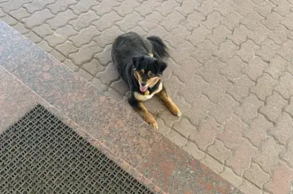 Найдена собака, Санкт-Петербург, фото: Собака найдена на заправке, Пулковское шоссе 53б, СПб