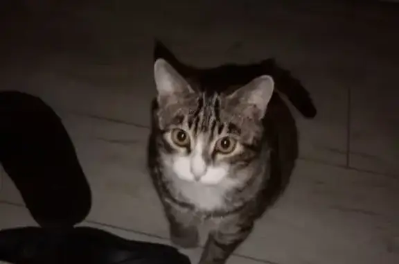 Кошки потеряшки, Тольятти, фото: Потеряшка кошка, Ворошилова 10, Тольятти