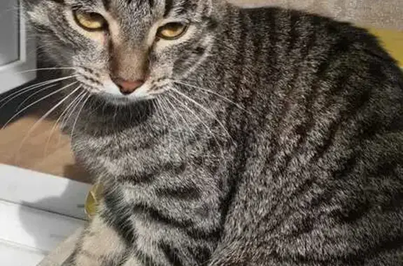 Кошки потеряшки, Казань, фото: Потеряшка кошка Бася на ул. Гаврилова, д.48 в Казани