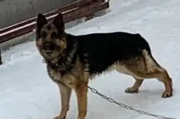 Пропала собака на улице Сентябрьской, Москва