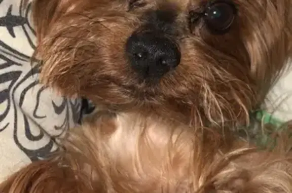 Собаки потеряшки, Сафоново, фото: Потеряшка Йоркширский терьер Фабик на Городской улице 28, Сафоново