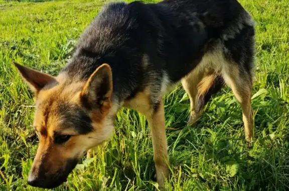 Найдена собака в Нижних Велеми, Московская область