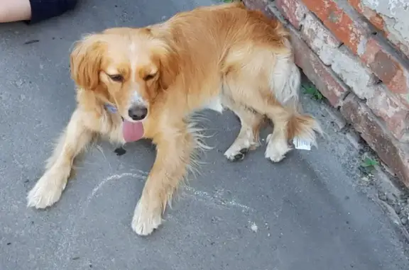Собака найдена на Университетском переулке, 125, Ростов-на-Дону
