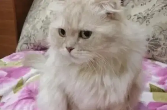Пропала белая кошка на Мостостроевской, Энгельс