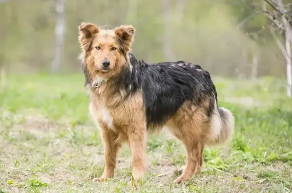 Пропала собака Беня в Ромашково, Московская область