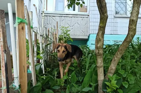 Потеряшка собака найдена в Твери на Садовом переулке 1