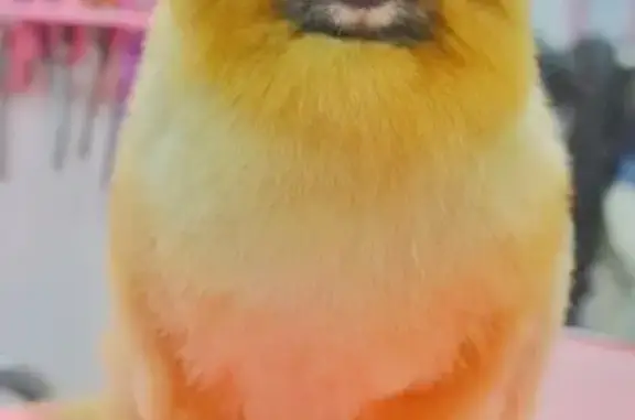 Собаки потеряшки, Санкт-Петербург, фото: Потеряшка собака Шпиц на Kupchinskaya Ulitsa 21