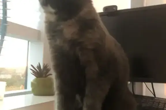 Кошки потеряшки, Санкт-Петербург, фото: Потеряшка кошка Шуша на ул. П. Смородина, 6