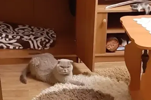 Кошки потеряшки, Черемхово, фото: Потеряшка кошка в Черемхово, Амурская область