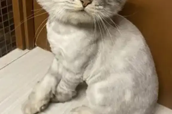 Кошки потеряшки, посёлок Малое Исаково, фото: Потеряшка кошка на улице Пушкинской, 28а, Исаково