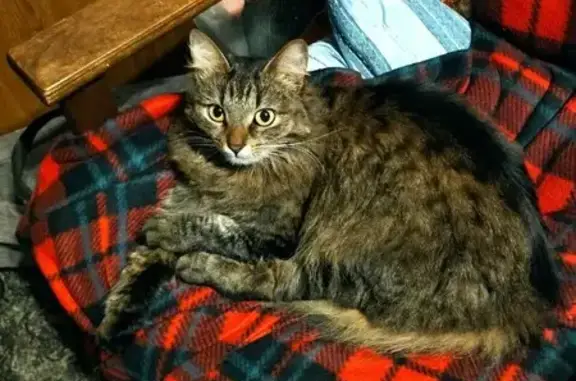 Кошки потеряшки, Ярославль, фото: Потеряшка кошка на улице Розы Люксембург, Ярославль