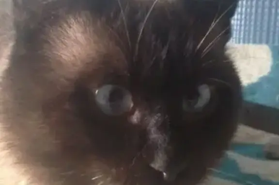 Кошки потеряшки, Новосибирск, фото: Потеряшка тайский кот Йося, ул. Королёва 30, Новосибирск