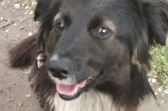 Собаки потеряшки, Саратов, фото: Потеряшка собака в Ленинском районе, Саратов