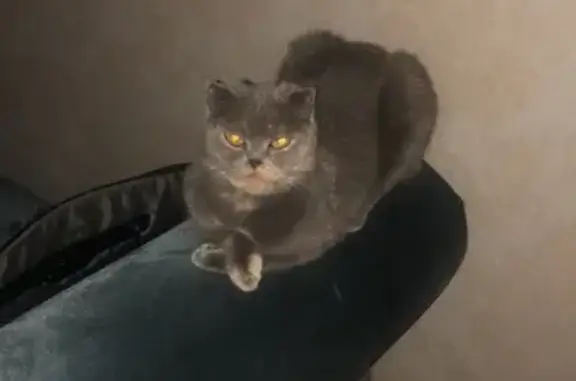 Кошки потеряшки, Славяночка-3 Снт, фото: Потеряшка кошка на улице Славяночка-3 Снт