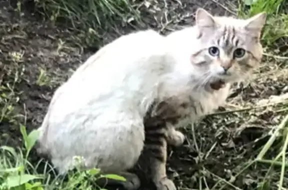 Кошка с ошейником в Лосево