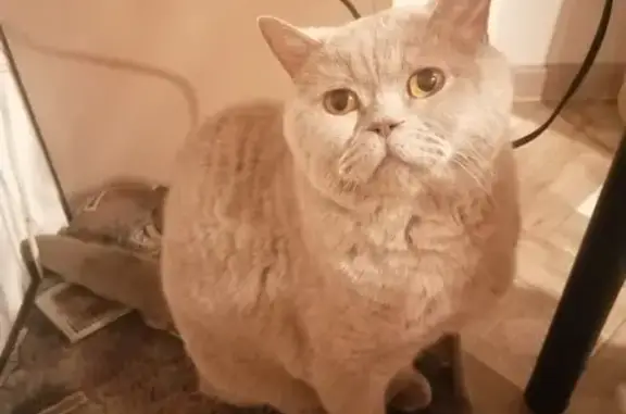 Кошки потеряшки, Синявинское, фото: Потеряшка кошка Британец, серого цвета, Октябрьский район, Ленобласть.