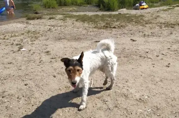 Собаки потеряшки, Кузнецкое, фото: Потеряшка собака Микки, Кузнецкое, ул. Новая, 37