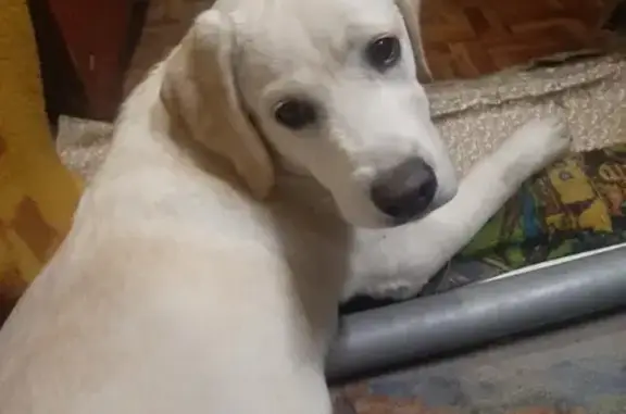 Собаки потеряшки, Саратов, фото: Потеряшка Лабрадор девочка на улице Соколовая, 189, Саратов