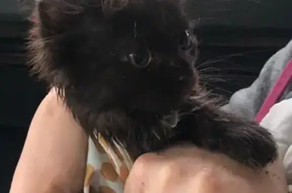 Найдена ласковая кошка с переломом лапки в Падерине, Тюменская область