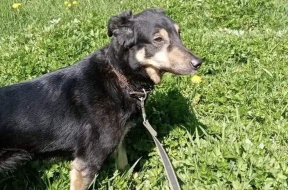 Пропала собака Линда, убежала 12 июня на Ленинградской улице