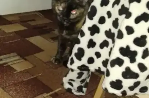 Кошки потеряшки, Свободный, фото: Потеряшка кошка на улице Кузнецова, 48, Свободный