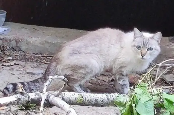 Найдена кошка в Богородском районе Москвы
