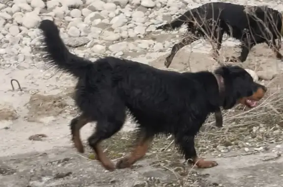 Пропала собака Рекс на Первомайской, Черкесск