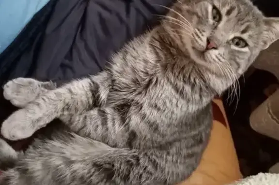 Пропала кошка Мякиш на улице Майкопской 435, Армавир