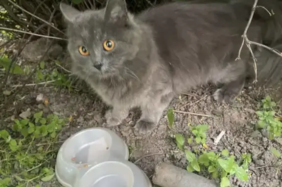 Найдена кошка, Серый пушистый хвост, ст. м. Раменки, Москва