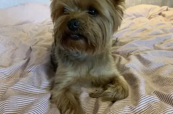 Найдена собака, Паниково, фото: Найдена собака Йорк в Паниково, МО