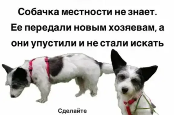 Потерянные животные Москва, фото: Пропала собака на Шипиловской, Москва