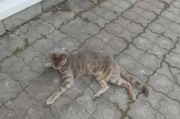 Кошки потеряшки, Томск, фото: Потеряшка кот Бенгал по адресу Ямской переулок, 14