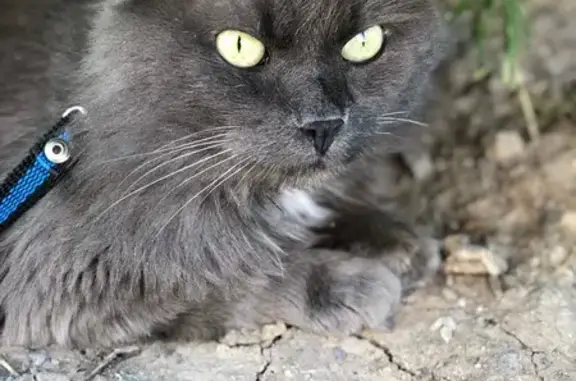 Кошки потеряшки, Красный Десант, фото: Потеряшка котик 