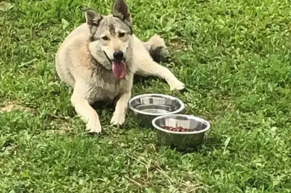 Собаки потеряшки, Раменский муниципальный округ, фото: Потеряшка собака Джек в Бубново, Московская область