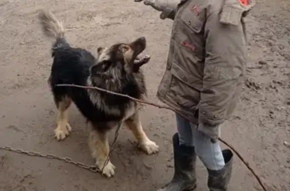 Пропала собака на Солнечной, Кобралово