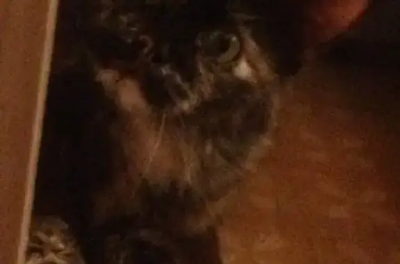 Кошки потеряшки, Казань, фото: Потеряшка кошка Мурка, ул. Джаудата Файзи 15, Казань