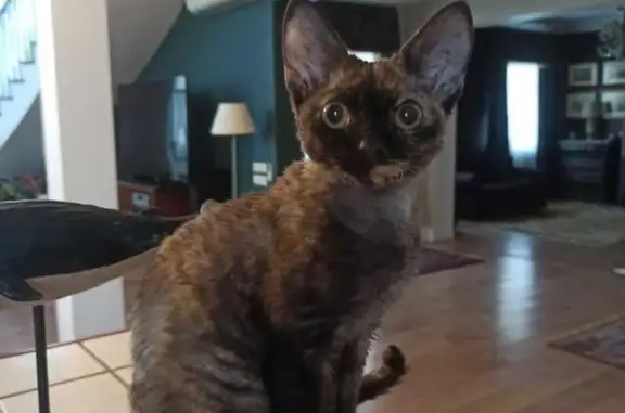 Кошки потеряшки, Москва, фото: Потеряшка кошка Шмулька на Новогорской улице 94, Москва