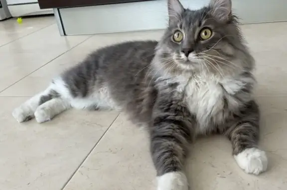 Кошки потеряшки, Санкт-Петербург, фото: Потеряшка кошка Пиксель на ул. Есенина, 8, СПб.