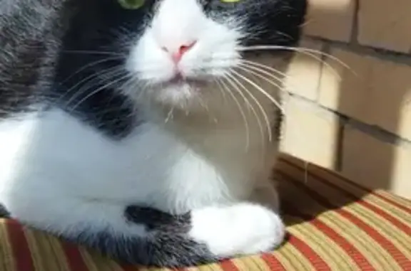 Кошки потеряшки, Москва, фото: Потеряшка кошка Люци, Коптево, Москва, Новопетровская ул., 10