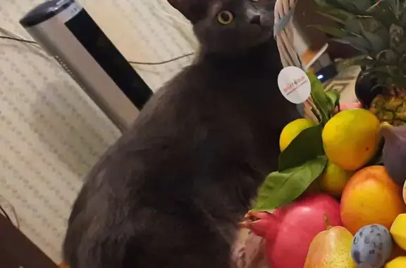 Кошки потеряшки, Воронеж, фото: Потеряшка кошка на ул. Широкая, Воронежская обл.