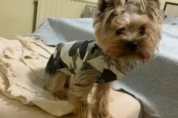 Собаки потеряшки, Куйвозовское, фото: Потеряшка собака Цири, Никитилово Снт, 6