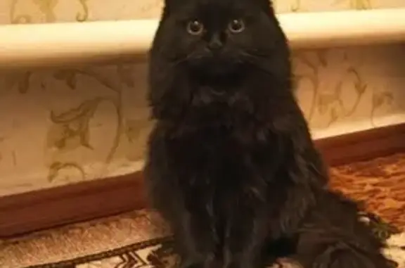 Объявления о пропавших и найденных животных, Оренбург, фото: Пропала кошка Кузя в Оренбурге