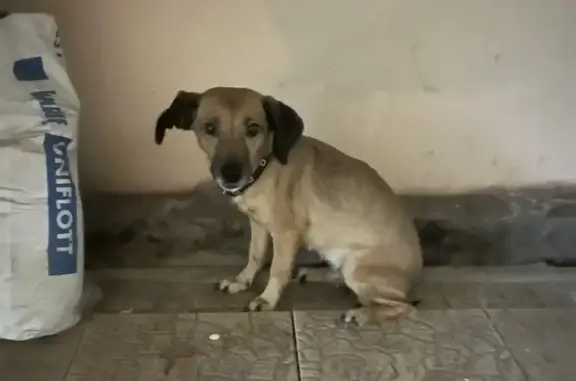 Найдена собака, Москва, фото: Найдена собака на ул. Маршала Катукова 13/3 в Москве