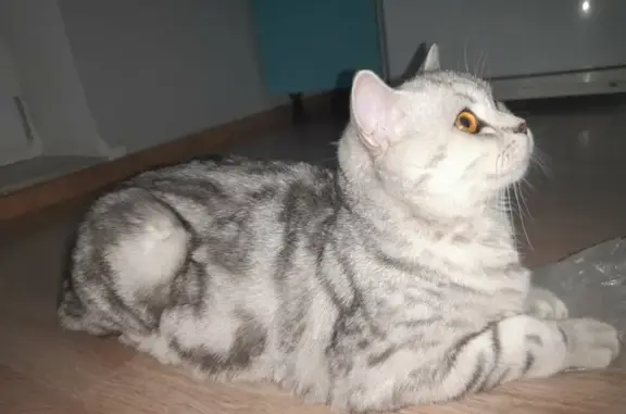 Кошки потеряшки, , фото: Потеряшка кот в Цыкунах, Гомельская область