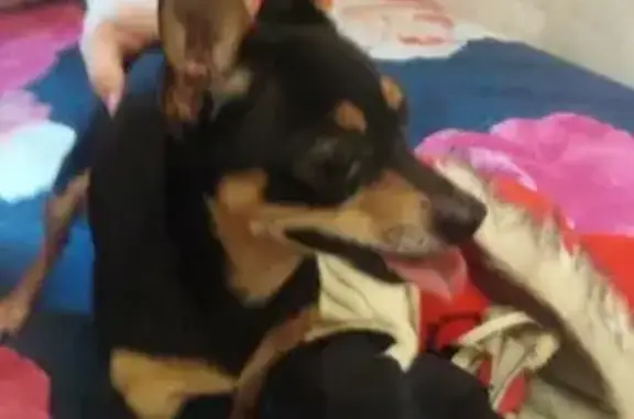 Собаки потеряшки, Томск, фото: Потеряшка Той терьер на ул. Лазарева, 3А, Томск