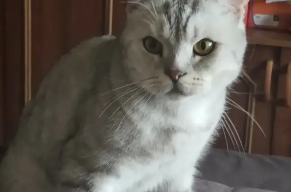 Потерянные животные Москва, фото: Пропал котик Чарли на Нахимовском проспекте, Москва