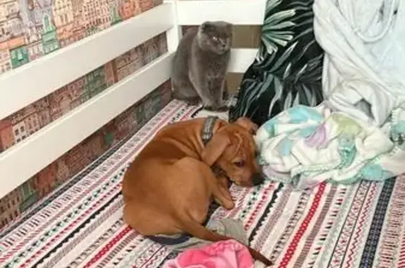 Собаки потеряшки, Коряки, фото: Потеряшка щенок американского стаффа в Корякском, Камчатский край