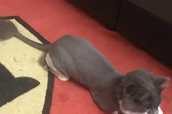 Потерянные животные Москва, фото: Пропала кошка на Белореченской улице, Москва