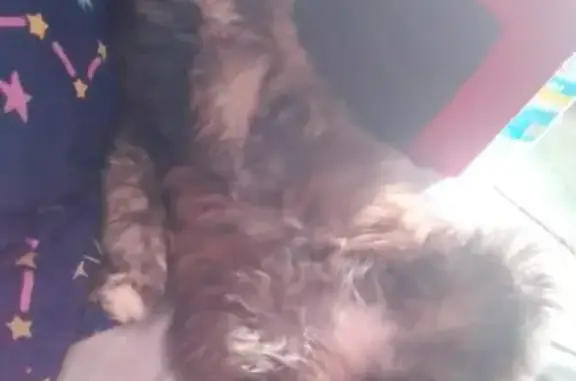 Кошки потеряшки, Казань, фото: Потеряшка кошка Мурка с улицы Джаудата Файзи, 15, Казань