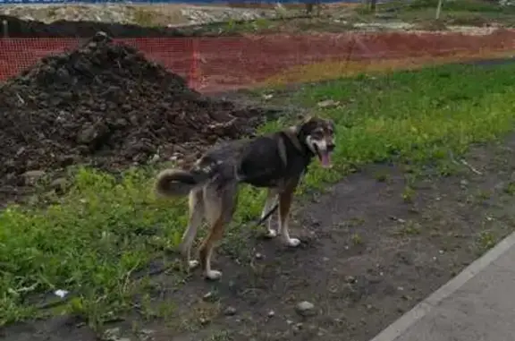 Собака на ул. Новостроя, 1A, Екатеринбург.